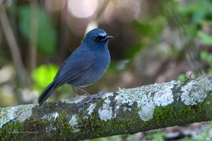 white-bellied-blue-robin-(Myiomela-albiventris)