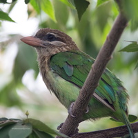 White-cheeked-Barbet-(Megalaima-viridis)02