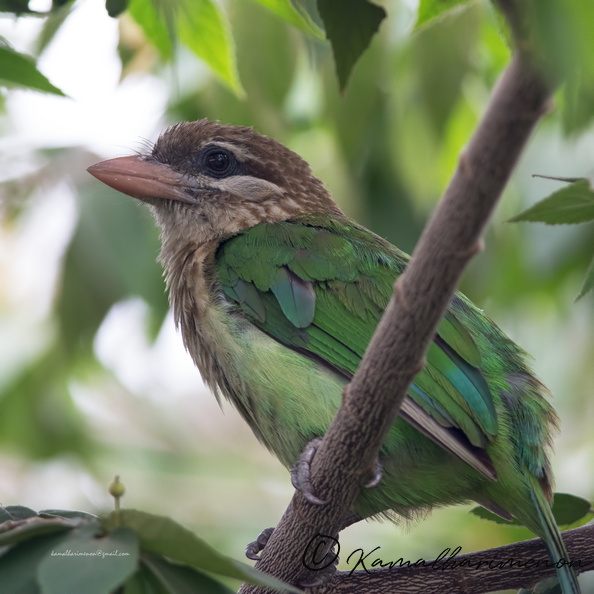 White-cheeked-Barbet-(Megalaima-viridis)02.jpg