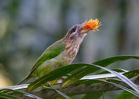 White-cheeked-Barbet-(Megalaima-viridis)03