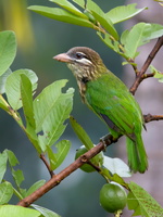 White-cheeked-Barbet-(Megalaima-viridis)01