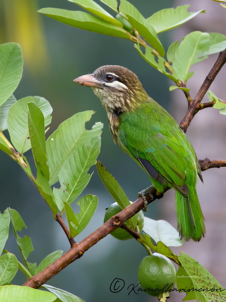 White-cheeked-Barbet-(Megalaima-viridis)01.jpg