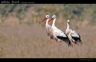 White-Stork-(Ciconia-ciconia)01