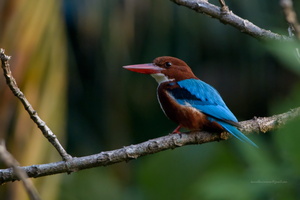 White-throated-Kingfisher-(Halcyon-smyrnensis)