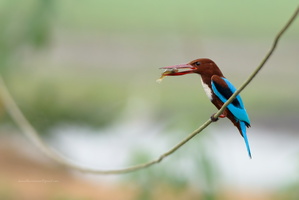 White-throated-Kingfisher-(Halcyon-smyrnensis)01