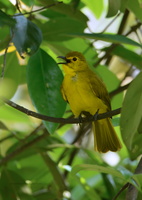 Yellow-browed-Bulbul-(Acritillas-indica)01