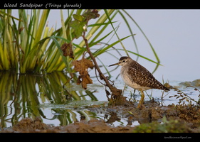 Wood-Sandpiper-(Tringa-glareola)