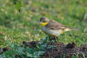 Yellow-Wagtail-(Motacilla-flava)