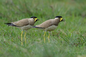 Yellow-wattled-Lapwing-(Vanellus-malabaricus)