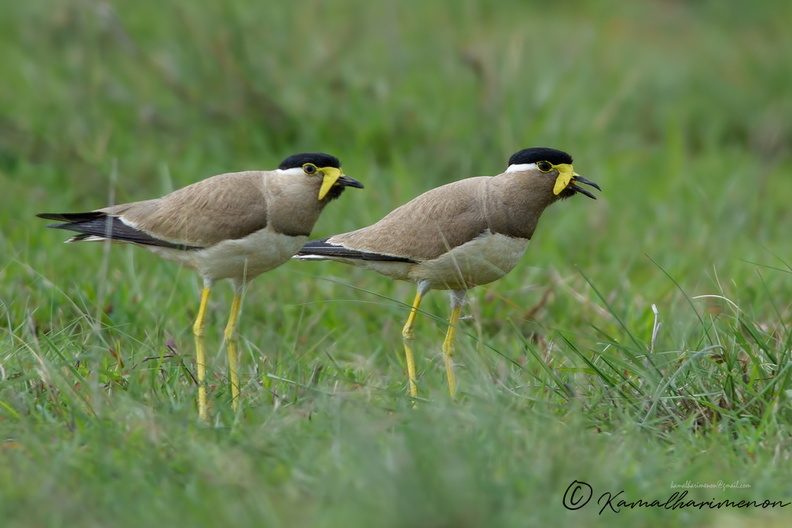 Yellow-wattled-Lapwing-(Vanellus-malabaricus).jpg