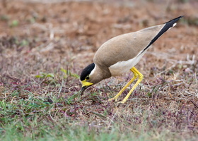 Yellow-wattled-Lapwing-(Vanellus-malabaricus)03