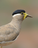 Yellow-wattled-Lapwing-(Vanellus-malabaricus)01