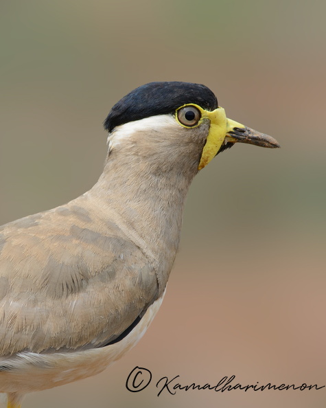 Yellow-wattled-Lapwing-(Vanellus-malabaricus)01.jpg