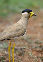 Yellow-wattled-Lapwing-(Vanellus-malabaricus)02