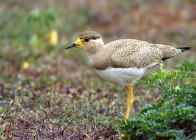 Yellow-wattled-Lapwing-(Vanellus-malabaricus)05