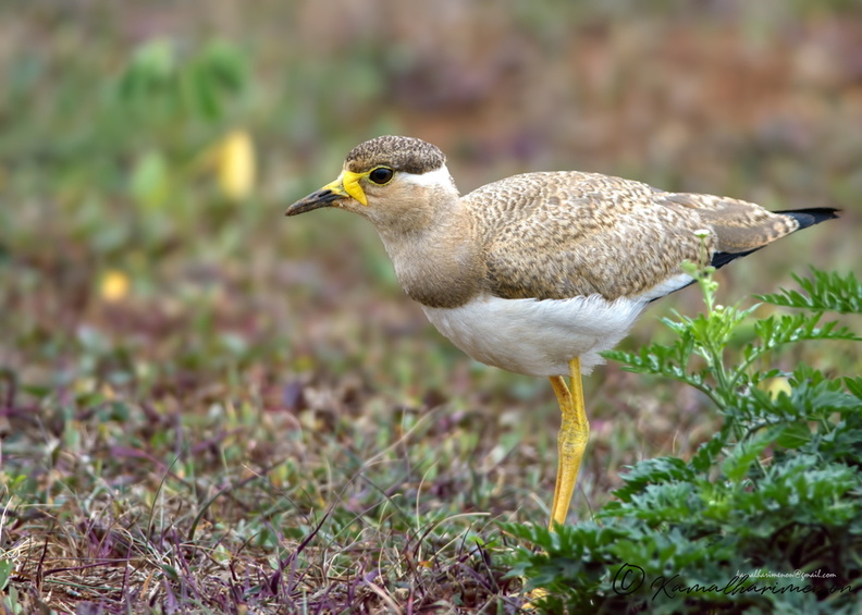 Yellow-wattled-Lapwing-(Vanellus-malabaricus)05.jpg