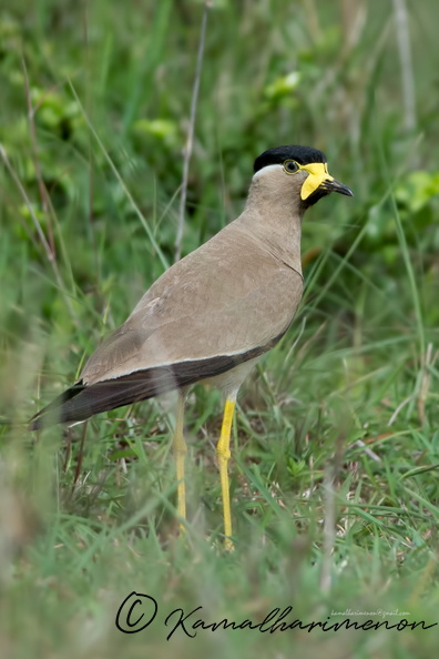 Yellow-wattled-Lapwing-(Vanellus-malabaricus)04.jpg