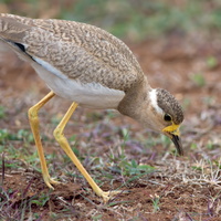 Yellow-wattled-Lapwing-(Vanellus-malabaricus)07