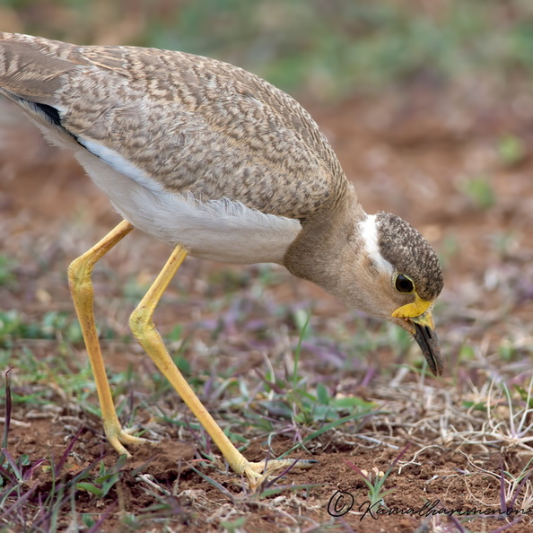 Yellow-wattled-Lapwing-(Vanellus-malabaricus)07.jpg