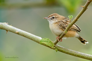 Zitting-Cisticola-(Cisticola-juncidis)01