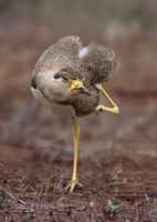 Yellow-wattled-Lapwing-(Vanellus-malabaricus)06