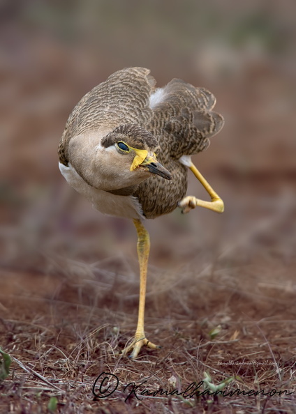 Yellow-wattled-Lapwing-(Vanellus-malabaricus)06.jpg