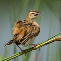 Zitting-Cisticola-(Cisticola-juncidis)04