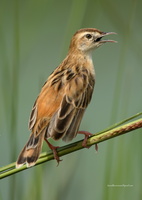 Zitting-Cisticola-(Cisticola-juncidis)03