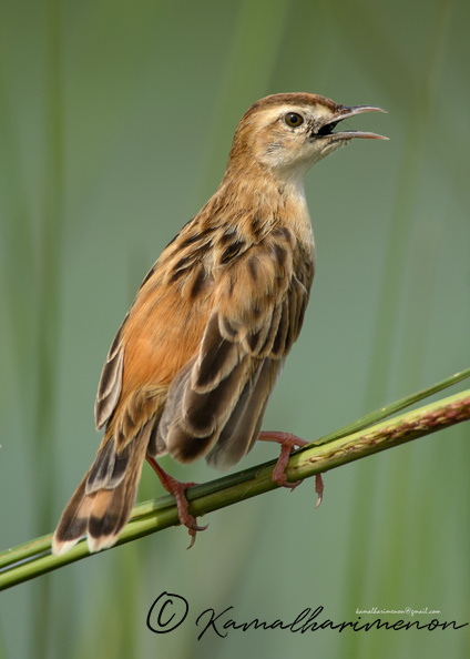 Zitting-Cisticola-(Cisticola-juncidis)03.jpg