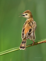 Zitting-Cisticola-(Cisticola-juncidis)02