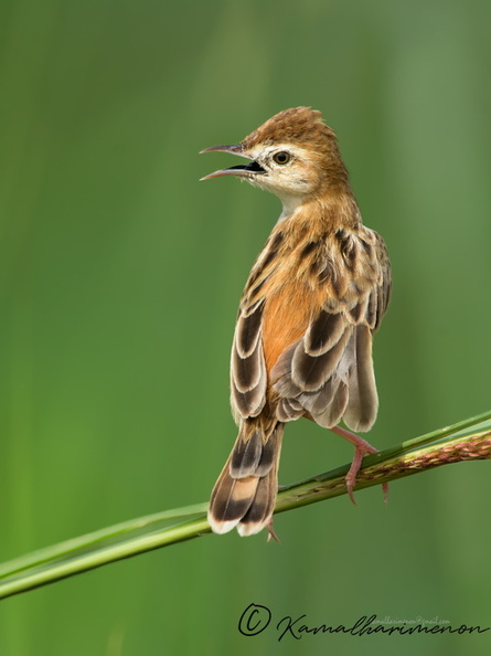 Zitting-Cisticola-(Cisticola-juncidis)02.jpg