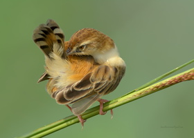 Zitting-Cisticola-(Cisticola-juncidis)06