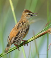 Zitting-Cisticola-(Cisticola-juncidis)05