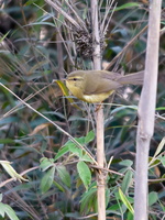 Aberrant-bush-warbler-(Horornis-flavolivaceus)