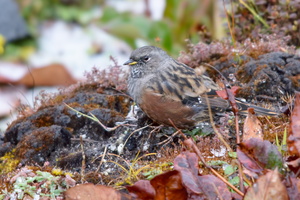 alpine-accentor-(Prunella-collaris)