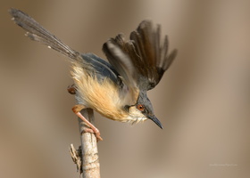 Ashy-Prinia-(Prinia-socialis)07