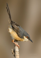 Ashy-Prinia-(Prinia-socialis)06