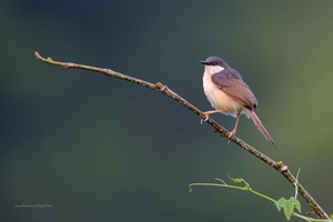 Ashy-Prinia-(Prinia-socialis)05