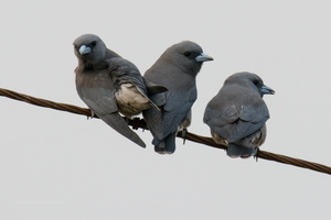 ashy-woodswallow-(Artamus-fuscus)