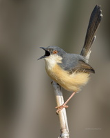 Ashy-Prinia-(Prinia-socialis)09