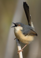 Ashy-Prinia-(Prinia-socialis)08