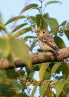 Asian-Brown-Flycatcher-(Muscicapa-dauurica)02