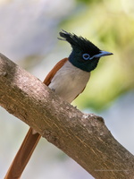 Asian-Paradise-Flycatcher-(Terpsiphone-paradisi)03