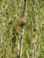 Brown-Parrotbill-(Cholornis-unicolor)