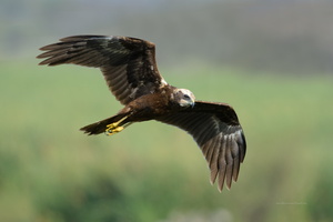Eurasian-Marsh-harrier-(Circus-aeruginosus)04