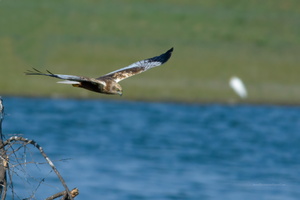 Eurasian-Marsh-harrier-(Circus-aeruginosus)06