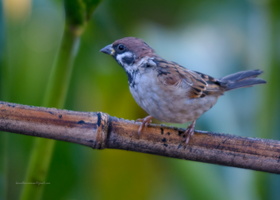 Eurasian-tree-sparrow-(Passer-montanus)