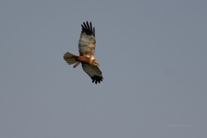 Eurasian-Marsh-harrier-(Circus-aeruginosus)08