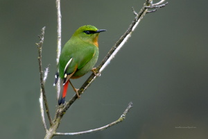 fire-tailed-myzornis-(Myzornis-pyrrhoura)01