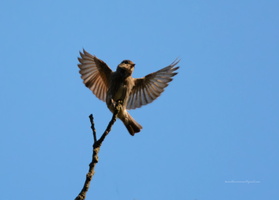 Ferruginous-Flycatcher-(Muscicapa-ferruginea)